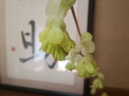 萌ゆ…_b0368362_14130082.jpg