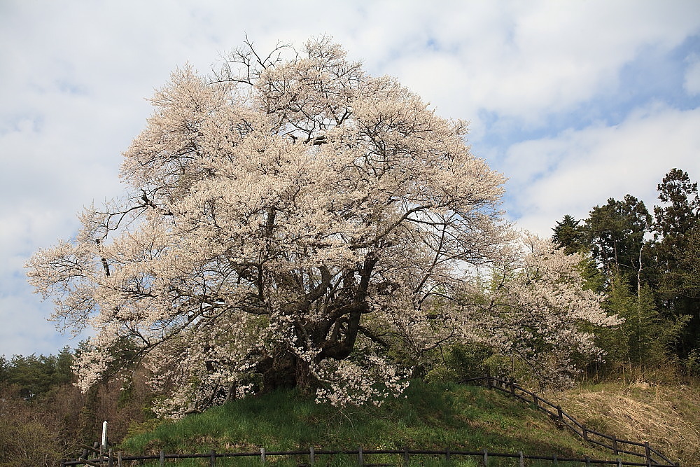 過去写真から　沼田市・発知の彼岸桜_e0165983_10474190.jpg