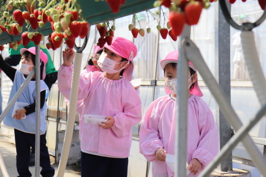 いちご狩り遠足　Strawberry Picking!_a0115391_15451134.jpg