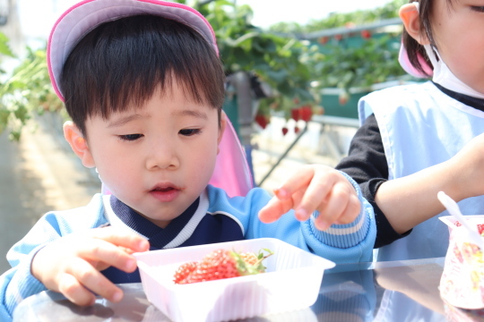 いちご狩り遠足　Strawberry Picking!_a0115391_15451271.jpg