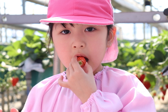 いちご狩り遠足　Strawberry Picking!_a0115391_15451272.jpg