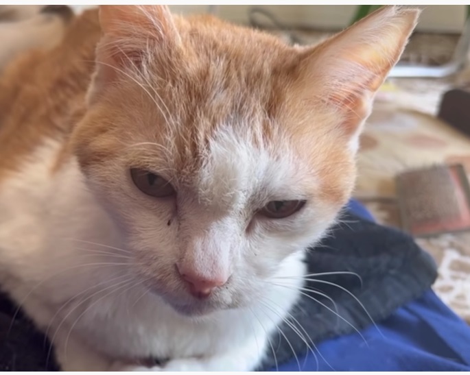 Youtube 抗がん剤治療の副作用 ご飯を食べなくなってしまったちくわちゃん Cancer Cat Npo法人 府中猫の会
