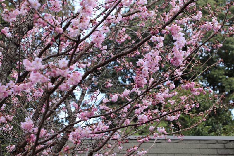 知恩寺　ふじサクラ開花_e0048413_20262828.jpg