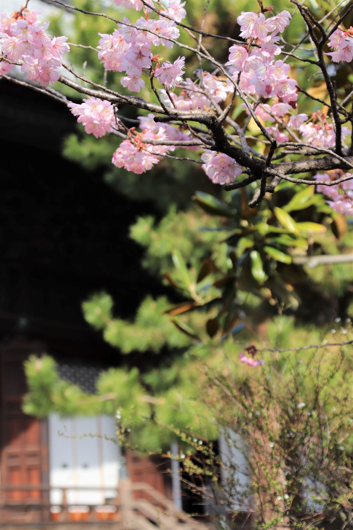 知恩寺　ふじサクラ開花_e0048413_20263458.jpg