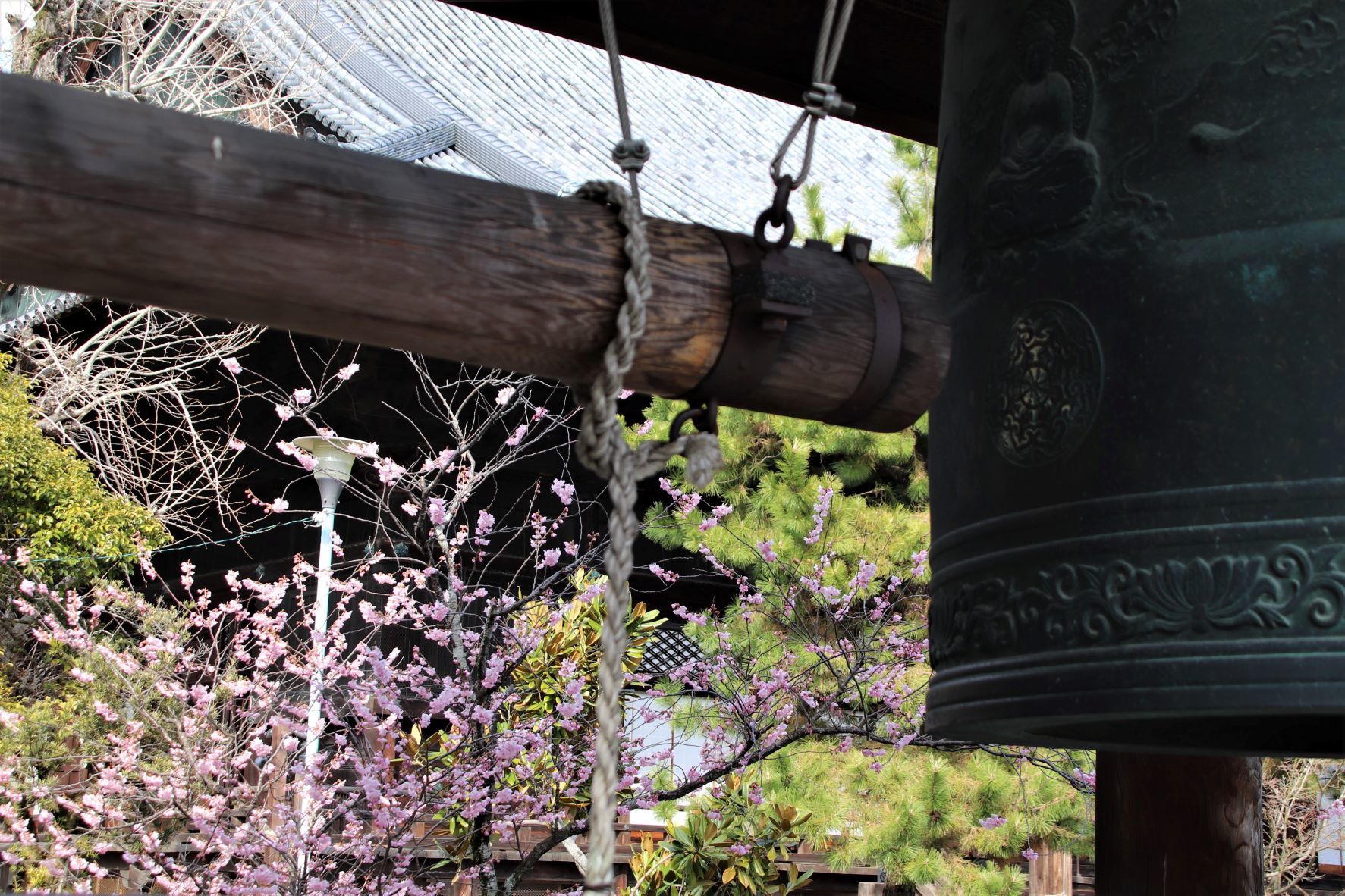 知恩寺　ふじサクラ開花_e0048413_20264017.jpg