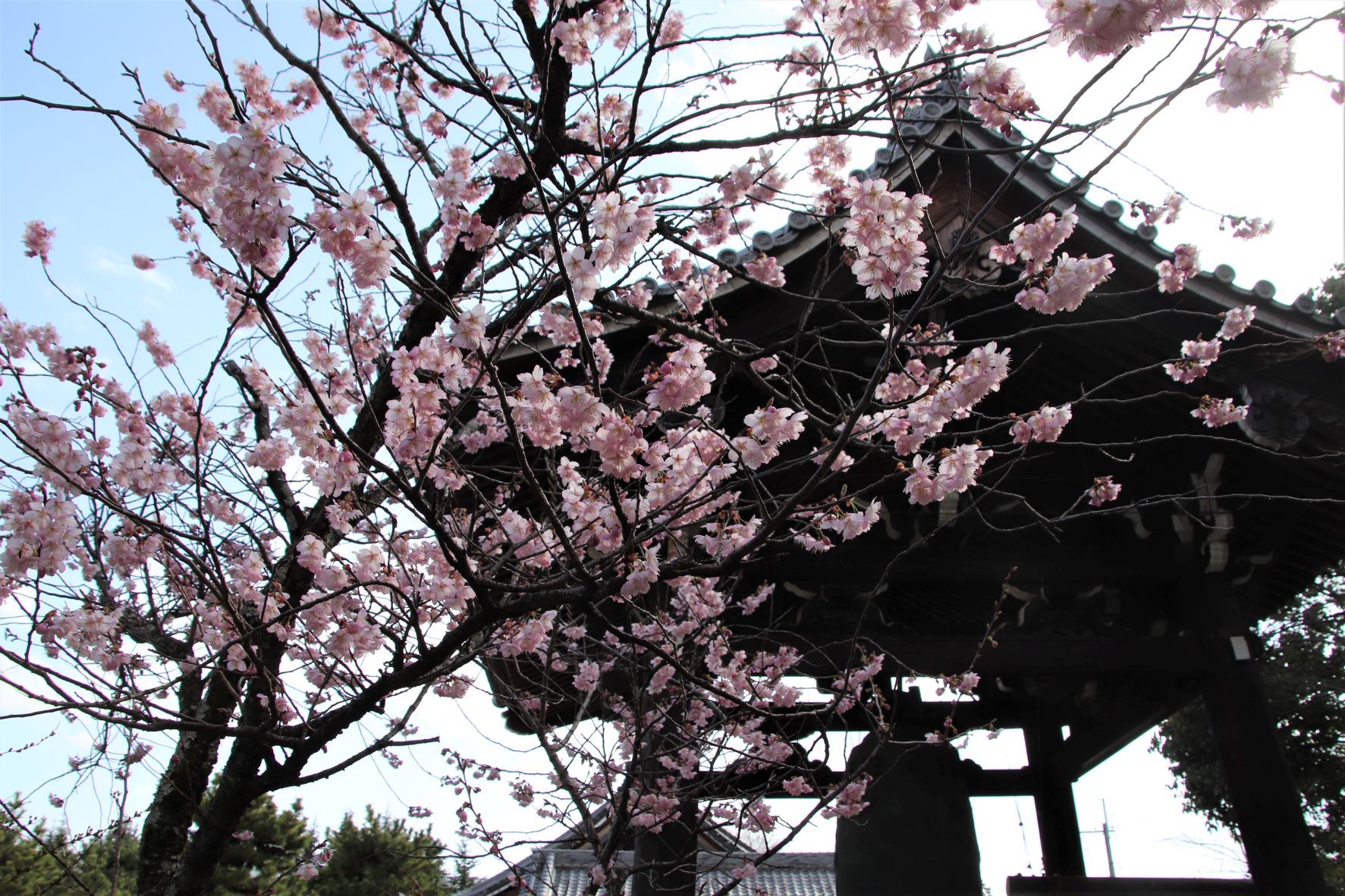 知恩寺　ふじサクラ開花_e0048413_20264531.jpg