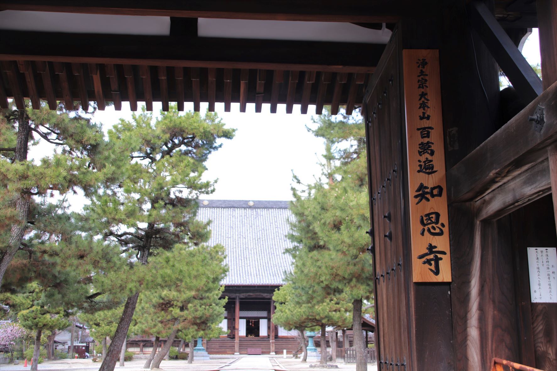 知恩寺　ふじサクラ開花_e0048413_20265313.jpg