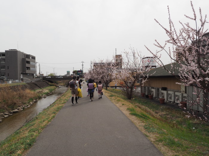 石内川沿いの梅の花_c0116915_00443645.jpg