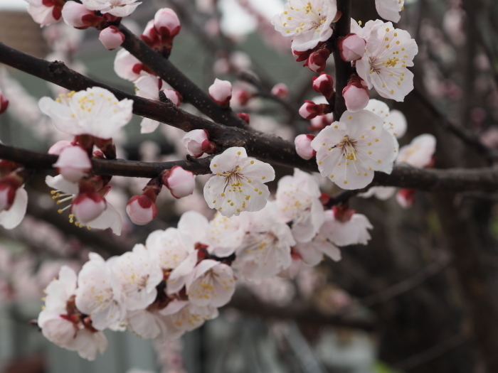 石内川沿いの梅の花_c0116915_00465842.jpg