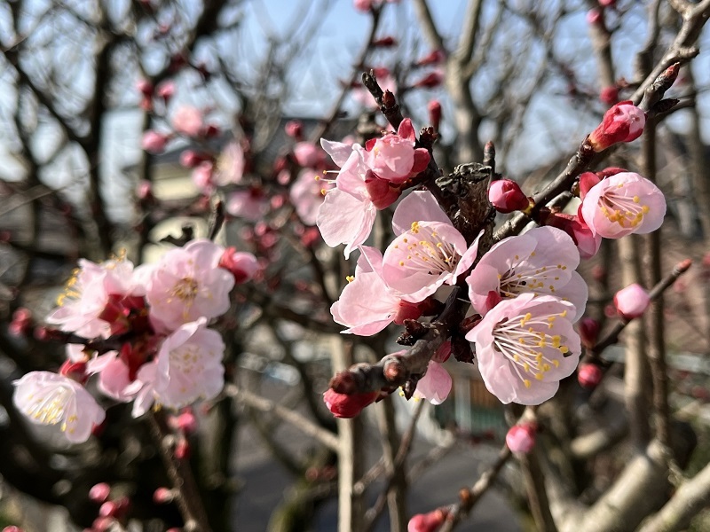 杏子の花・・・（４６９３）_e0349324_16365663.jpg