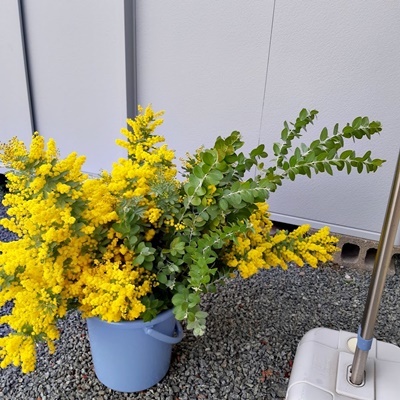 ミモザ 取りに来てもらいました。_f0129726_19104607.jpg