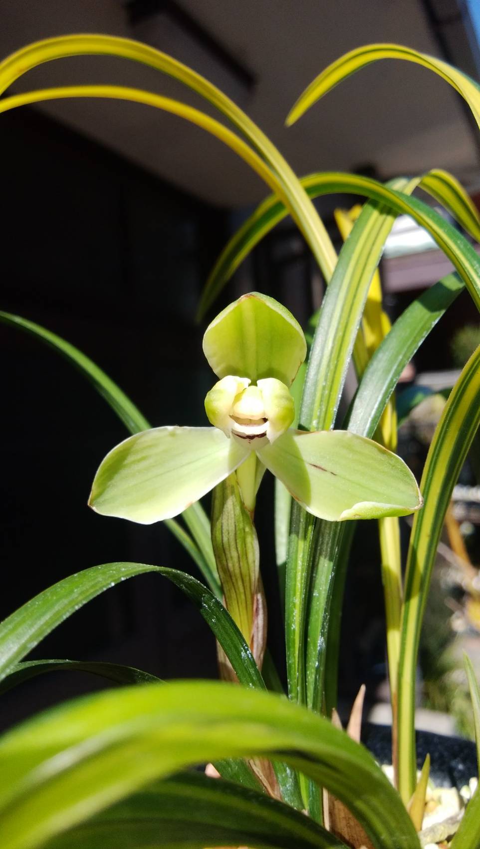 春蘭　韓国春蘭　日本春蘭　緑王 春蘭 韓国春蘭 日本春蘭 緑王