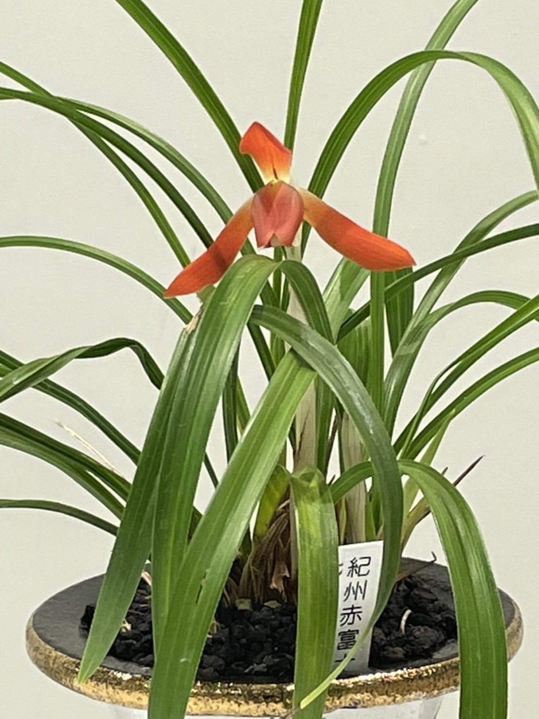 ☆春蘭「元帥②」紀州展総合優勝花、鹿児島県産・濃い緑色大輪花の希少