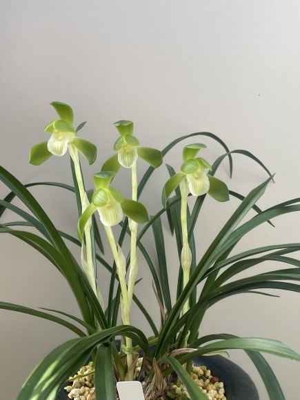 日本春蘭 中国蘭 白花素心（雲南白蝶）と 連弁蘭 山野草