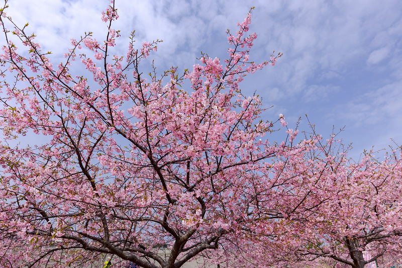 2022桜咲く三重　笠松河津桜ロード_f0155048_22034908.jpg