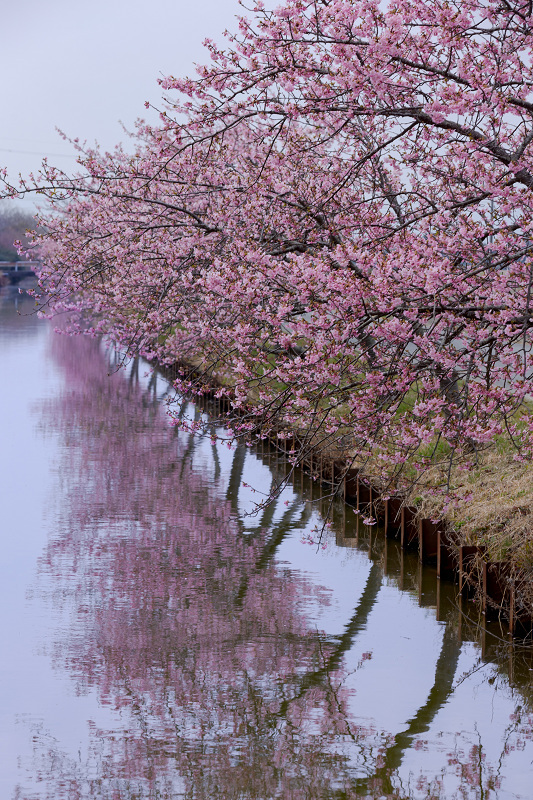 2022桜咲く三重　笠松河津桜ロード_f0155048_22042055.jpg