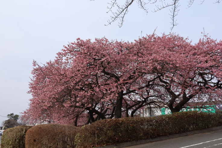 河津桜とサンシュユ 敷島公園 22 3 13撮影 Toshiさんのお気楽ブログ