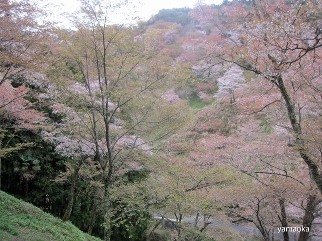 山桜たつた一人のために咲く_f0071480_20112427.jpg