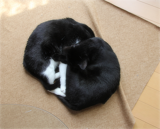 全一・・・ひとまとまりになって_a0389088_13120830.jpg