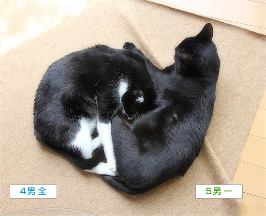 全一・・・ひとまとまりになって_a0389088_13120876.jpg