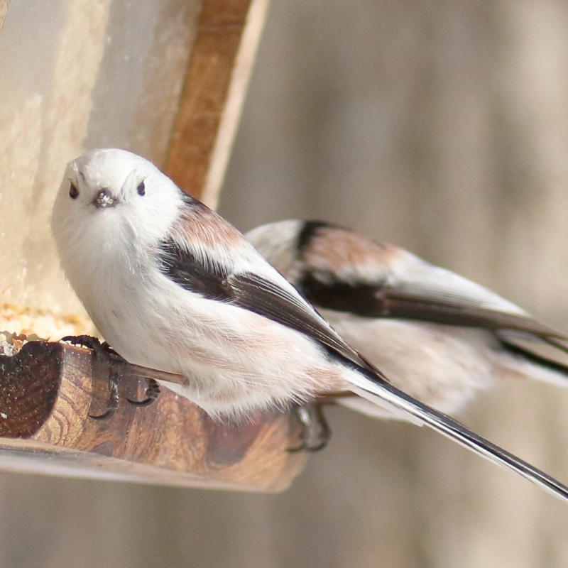 シマエナガ 20251209-R7+300mmf2.8☓2 or Z50+150-600mmC シマエナガ 第二羽 おじ