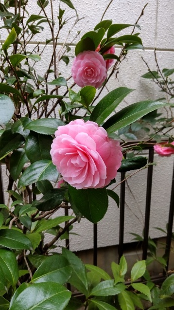 乙女椿_c0155326_16530302.jpg