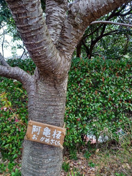 さくら_b0299052_15575839.jpg