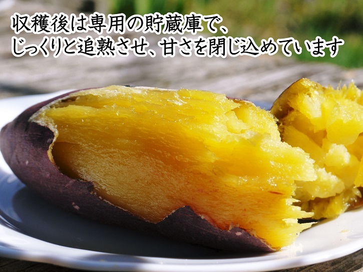 熟成サツマイモ『紅はるか』好評発売中!熟成した美味さをぜひ!バイオ苗の定植作業を現地取材(2022)後編_a0254656_16120269.jpg