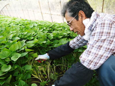 熟成サツマイモ『紅はるか』好評発売中!熟成した美味さをぜひ!バイオ苗の定植作業を現地取材(2022)後編_a0254656_16524699.jpg