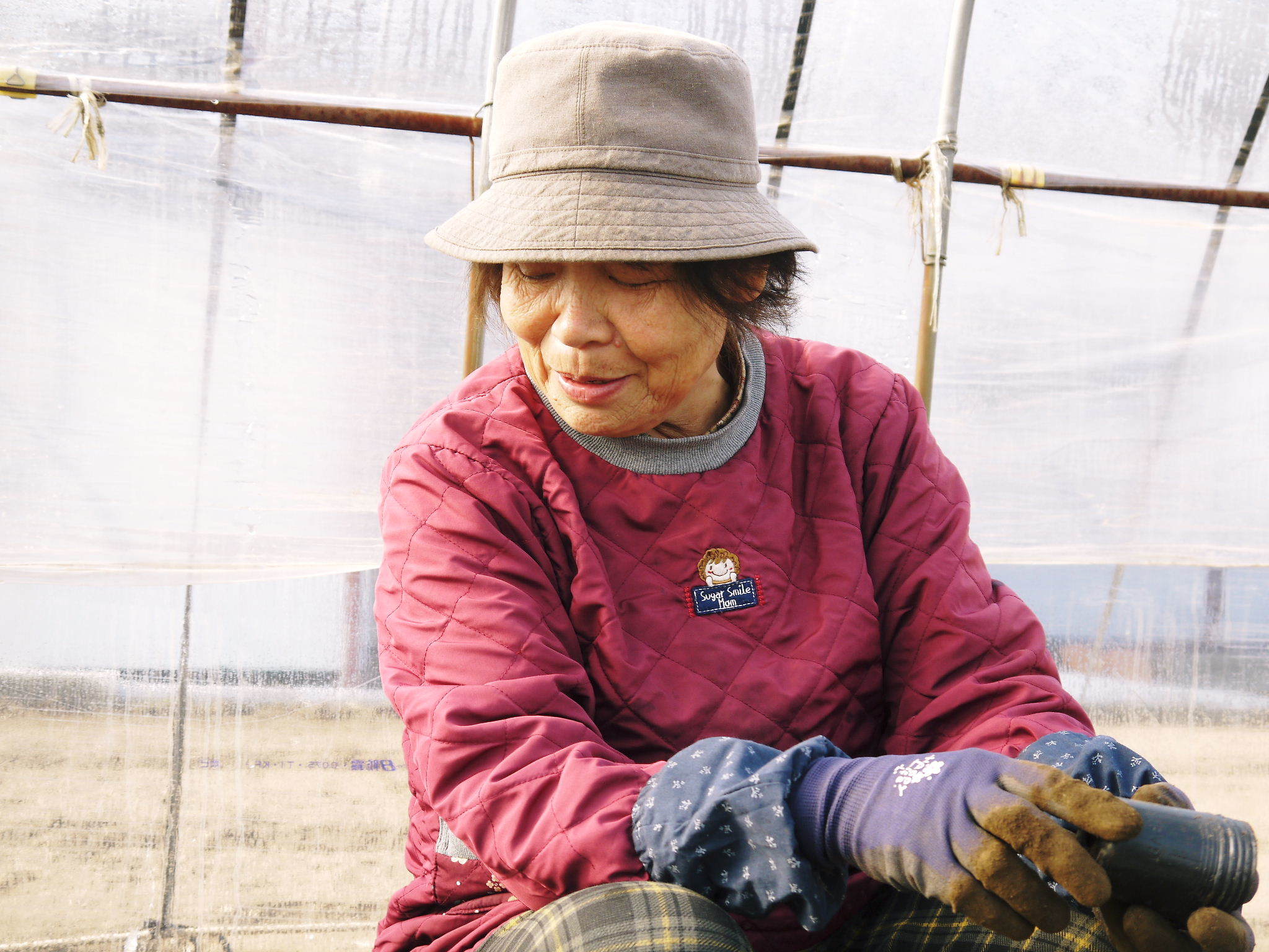 熟成サツマイモ『紅はるか』好評発売中!熟成した美味さをぜひ!バイオ苗の定植作業を現地取材(2022)後編_a0254656_17144265.jpg