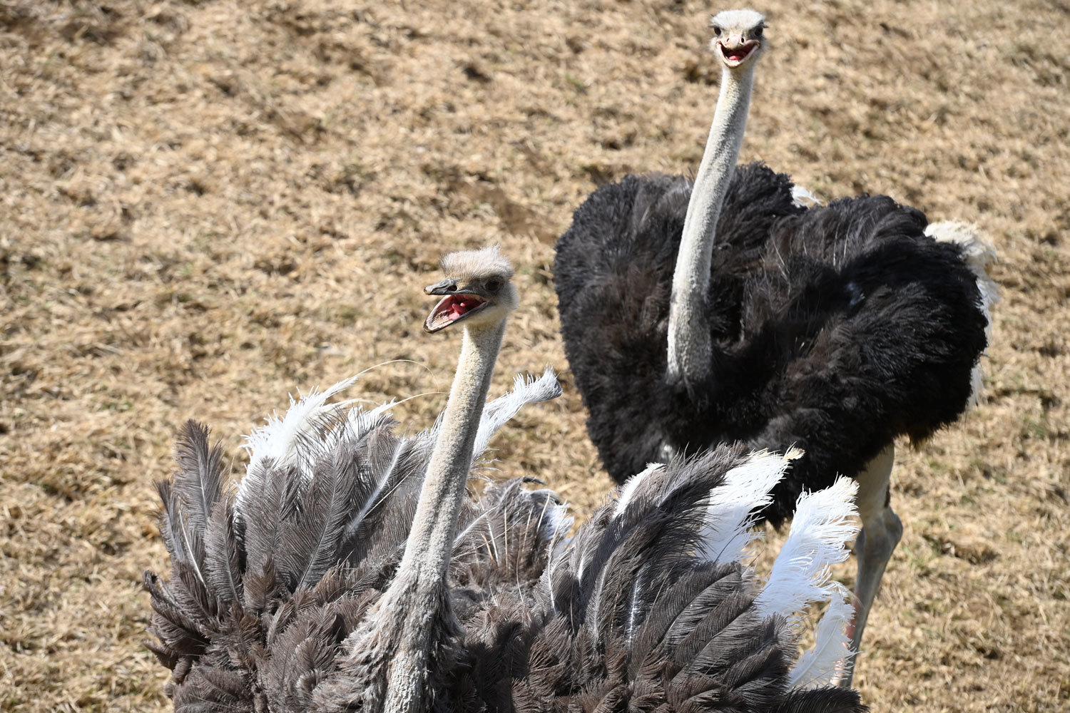 踊るダチョウ 動物園へ行こう