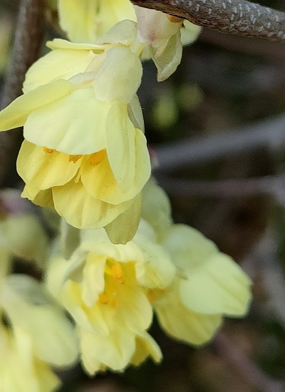 ヒュウガミズキ の花に魅せられて 健気に育つ植物たち