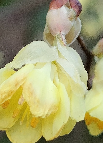 ヒュウガミズキ の花に魅せられて 健気に育つ植物たち