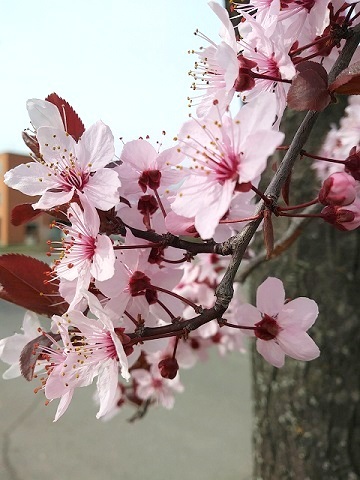 咲きほころぶ花_d0006400_01054363.jpg