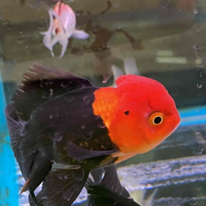 「そうして私たちはプールに金魚を、」_a0169902_21444416.jpg