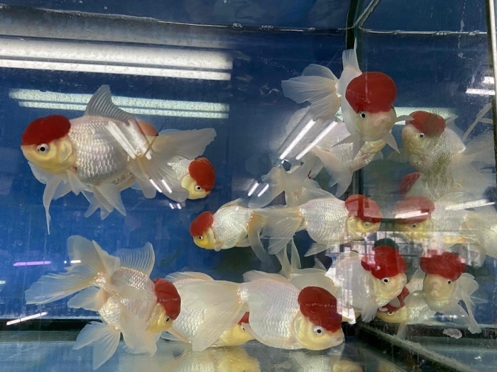 「そうして私たちはプールに金魚を、」_a0169902_21444494.jpg