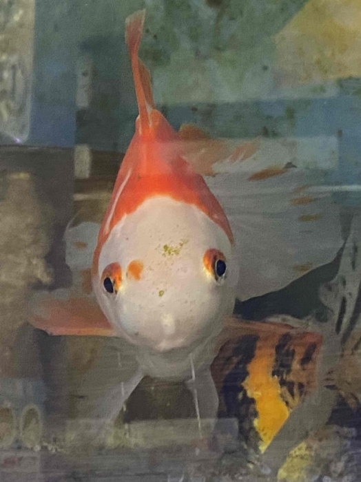 「そうして私たちはプールに金魚を、」_a0169902_21444579.jpg