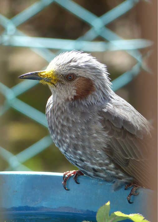 エディブルフラワー_f0296312_20155340.jpg