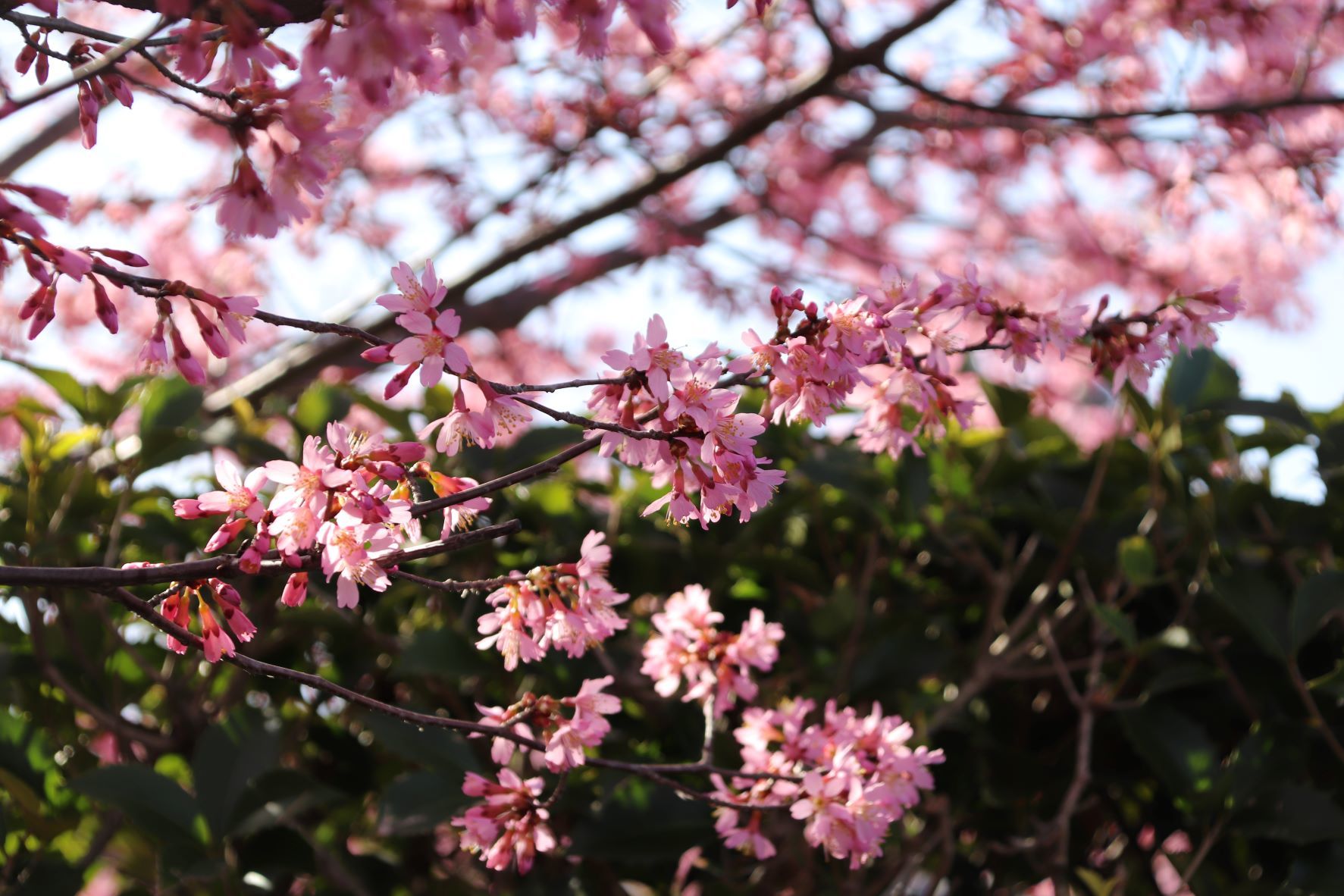 長徳寺　おかめ桜が満開に_e0048413_18293075.jpg