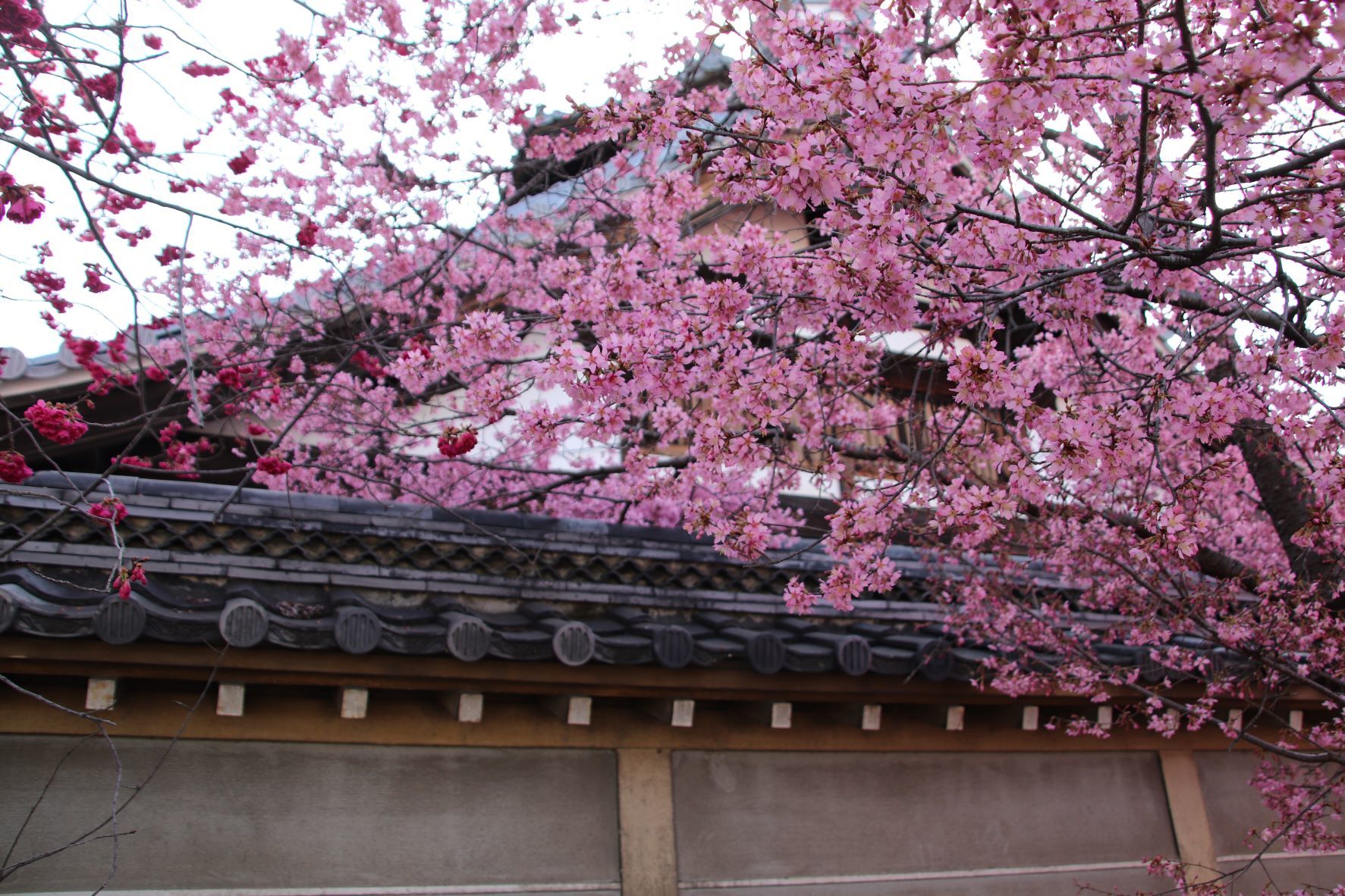 長徳寺　おかめ桜が満開に_e0048413_18294509.jpg