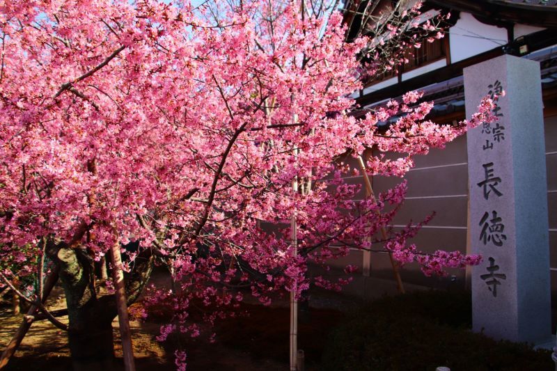 長徳寺　おかめ桜が満開に_e0048413_18295537.jpg