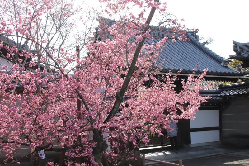 長徳寺　おかめ桜が満開に_e0048413_18300043.jpg