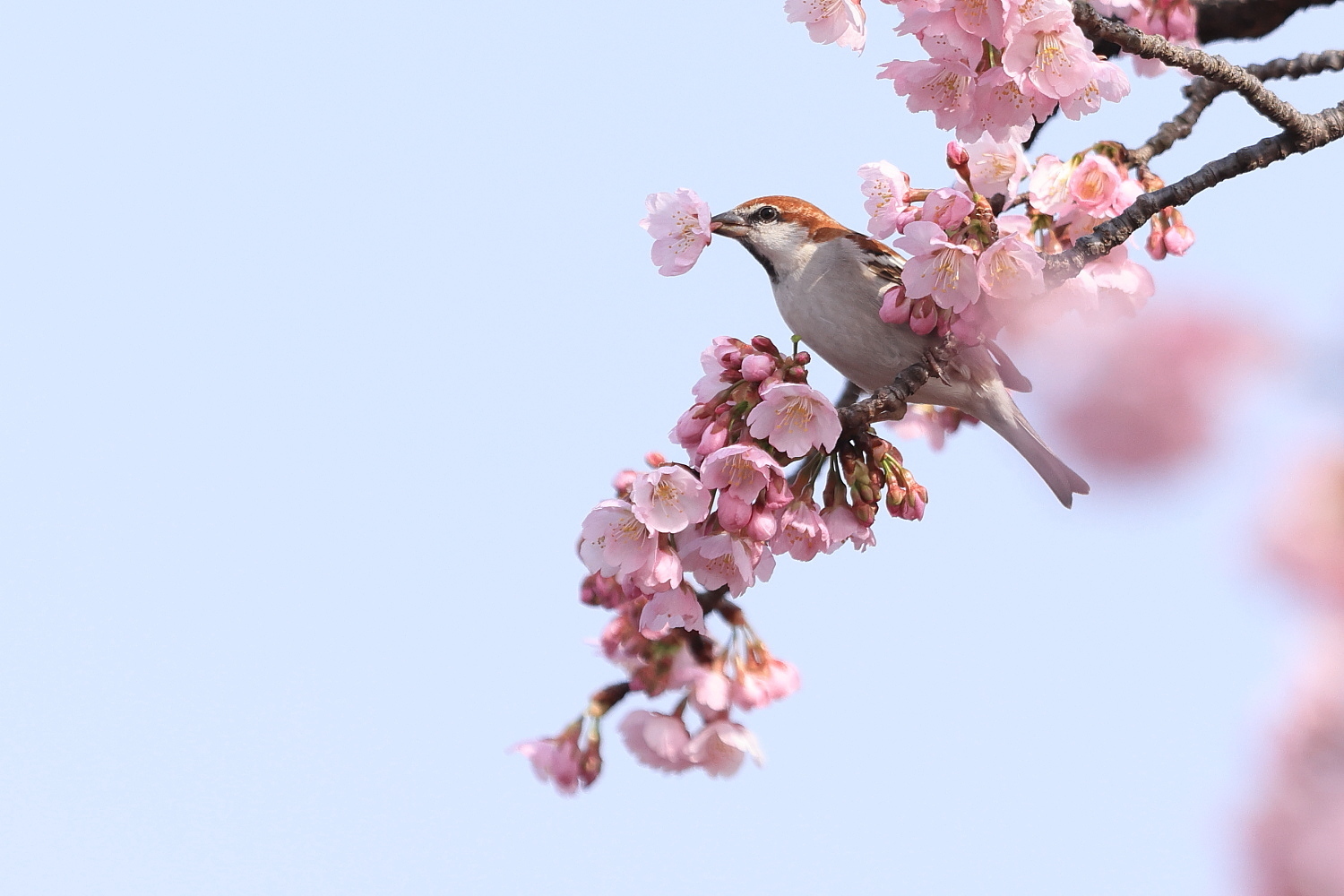 ニュウナイスズメ オスの ポイッ !_f0369315_14114853.jpg