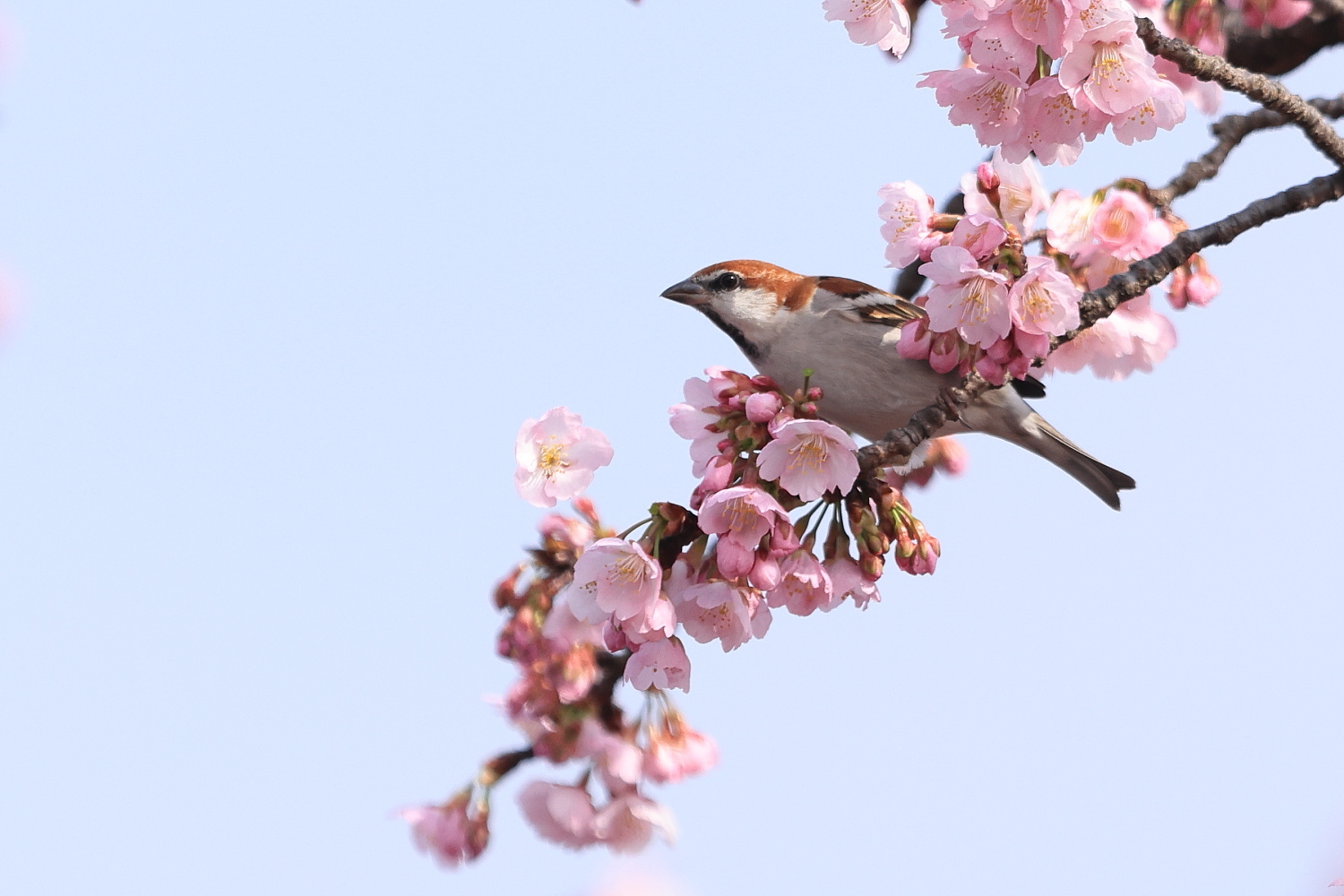ニュウナイスズメ オスの ポイッ !_f0369315_14114891.jpg