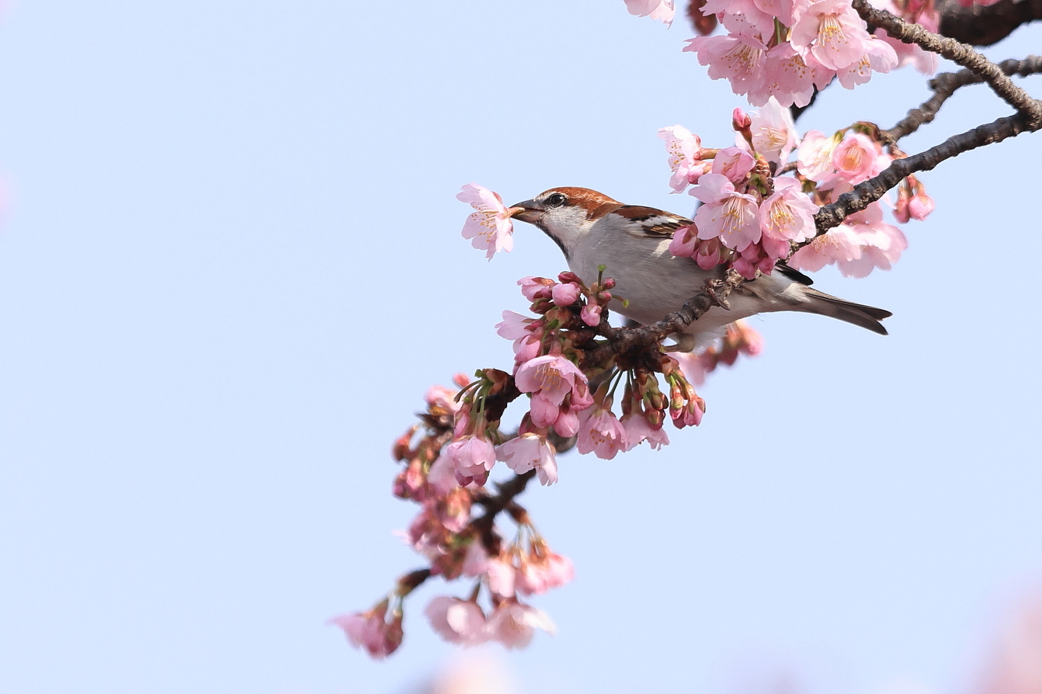 ニュウナイスズメ オスの ポイッ !_f0369315_14114954.jpg