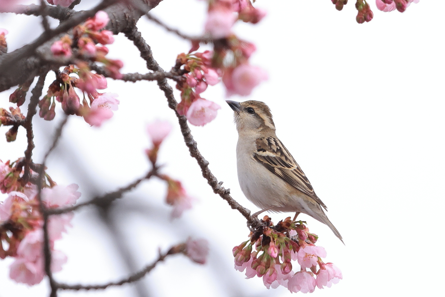 ニュウナイスズメ (メス) 桜の花の 風船_f0369315_22053646.jpg