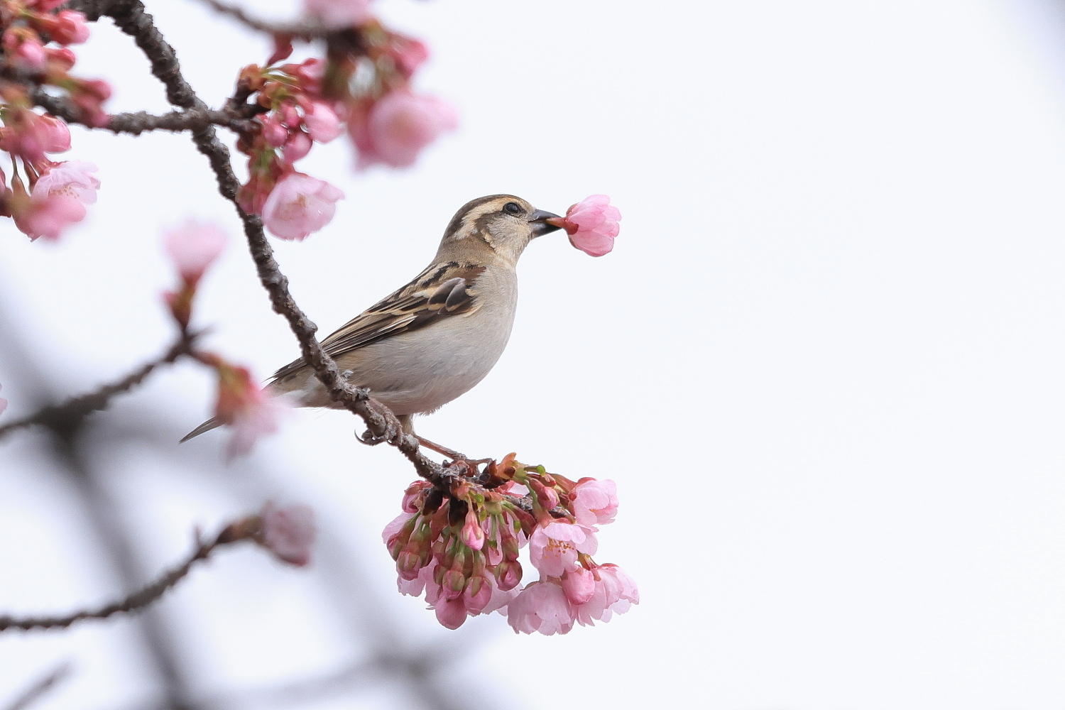 ニュウナイスズメ (メス) 桜の花の 風船_f0369315_22053696.jpg