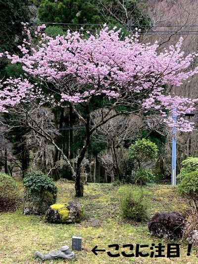 露天風呂から桜を見ると・・・_e0234016_19250645.jpg