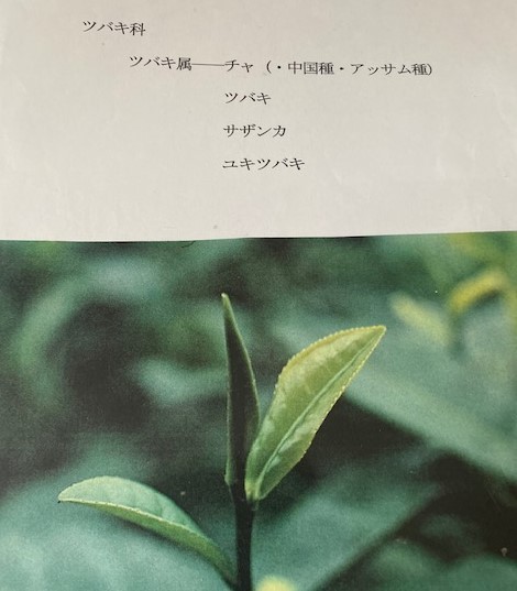紅茶 はじめて物語_b0158721_05265933.jpg