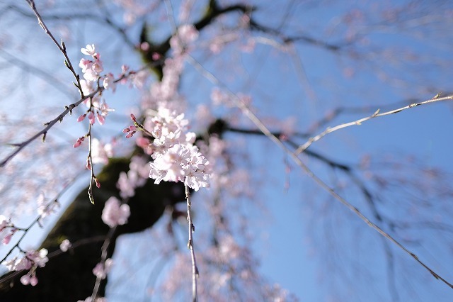 色を楽しむ講習と桜の撮影会_f0221724_18230849.jpg